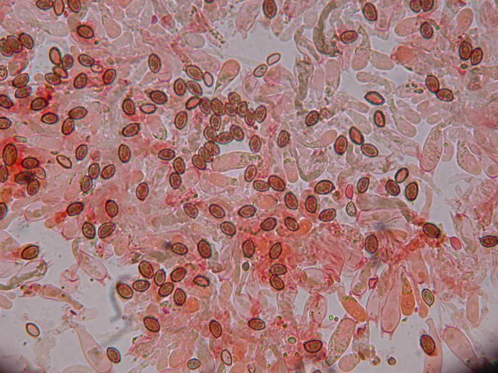 Fungo un p� insolito...